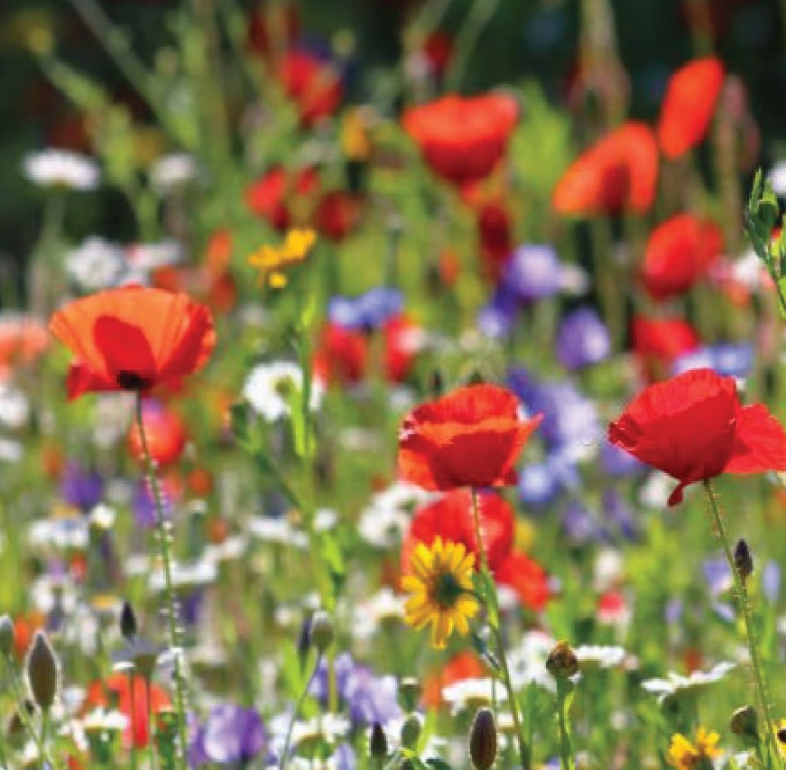 Annual_Wildflower_Icon.jpg