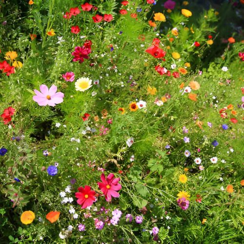 Perennial_Blooming_Forrest2.jpg