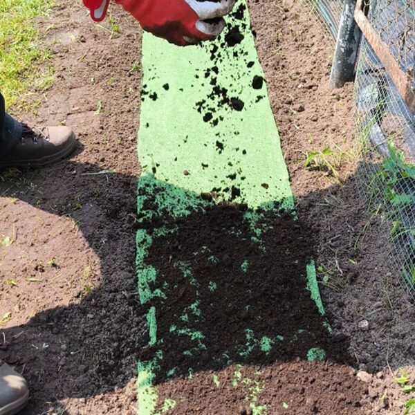 1. Jūnijs - Sēšanas diena. Pārbērt Ziedu Sēklu Paklāju ar Dārza melnzemi