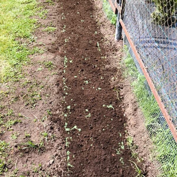 1.jūnijs. Pļavas ziedu sēklu paklājs "Bitēm un Tauriņiem"