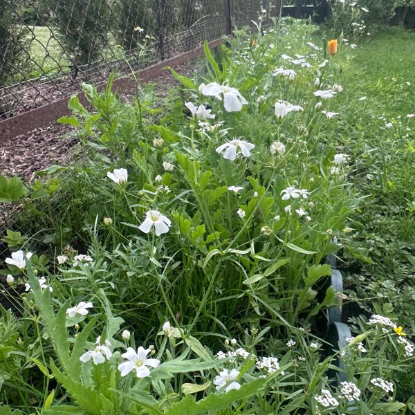 28.jūlijs. Pļavas ziedu sēklu paklājs "Bitēm un Tauriņiem"