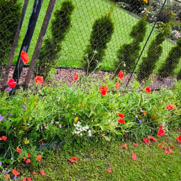 22. Augusts Pļavas ziedu sēklu paklājs "Bitēm un Tauriņiem"