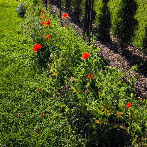 22. Augusts Pļavas ziedu sēklu paklājs "Bitēm un Tauriņiem"