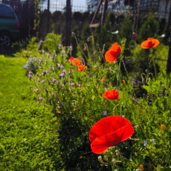 22. Augusts Pļavas ziedu sēklu paklājs "Bitēm un Tauriņiem"