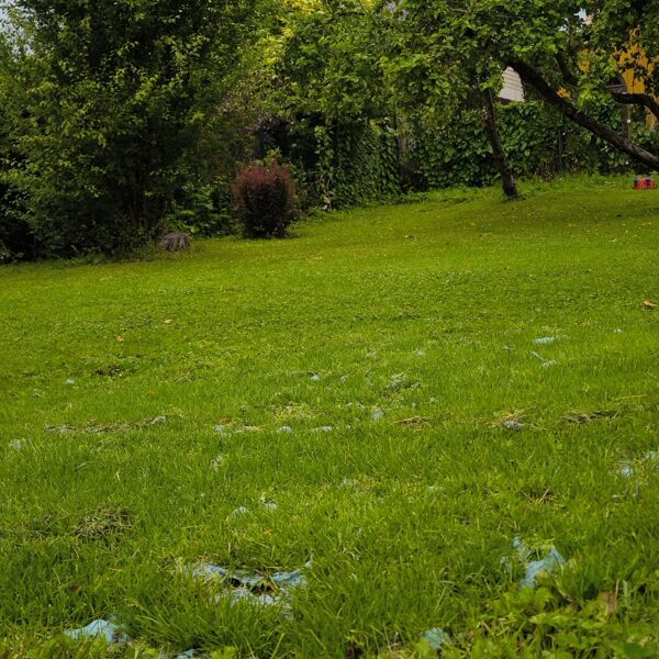 Zāliena atjaunošana ugunskura vietā. 05.jūnijs