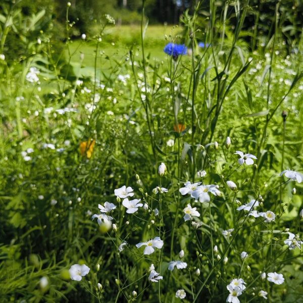 25.jūlijs. Daudzgadīgo pļavas ziedu sēklu paklājs
