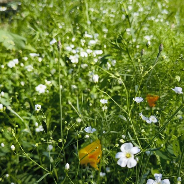 25.jūlijs. Daudzgadīgo pļavas ziedu sēklu paklājs