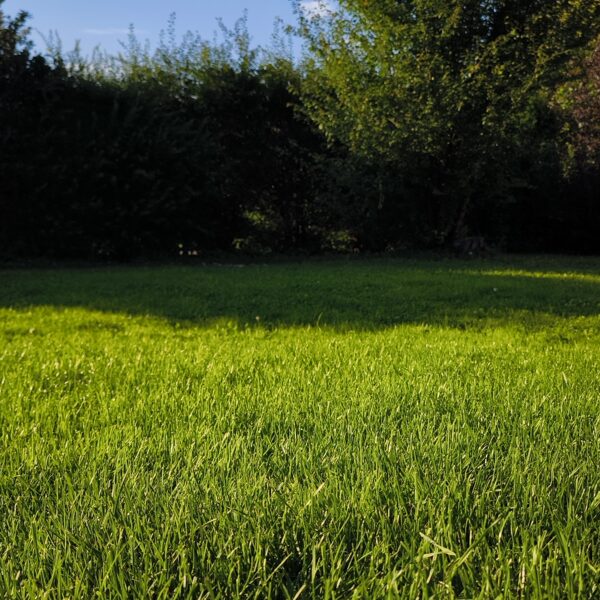 Zāliena atjaunošana ugunskura vietā. 07.jūlijs