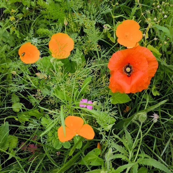 04.augusts. Pļavas ziedu sēklu paklājs "Bitēm un Tauriņiem"