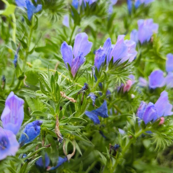 04.augusts. Pļavas ziedu sēklu paklājs "Bitēm un Tauriņiem"