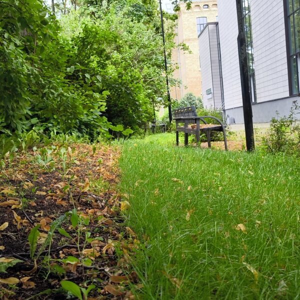 Zāliena sēklu paklāja Turbo Repair ieklāšana. 04.augusts