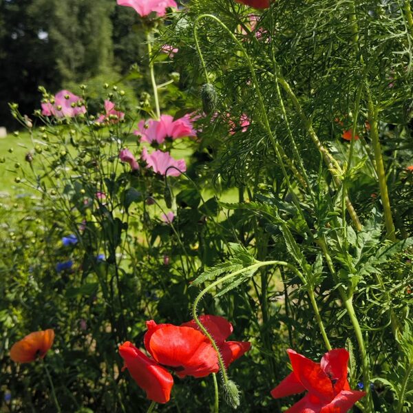 09. Augusts Daudzgadīgo pļavas ziedu sēklu paklājs