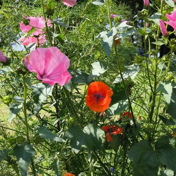 09. Augusts Daudzgadīgo pļavas ziedu sēklu paklājs