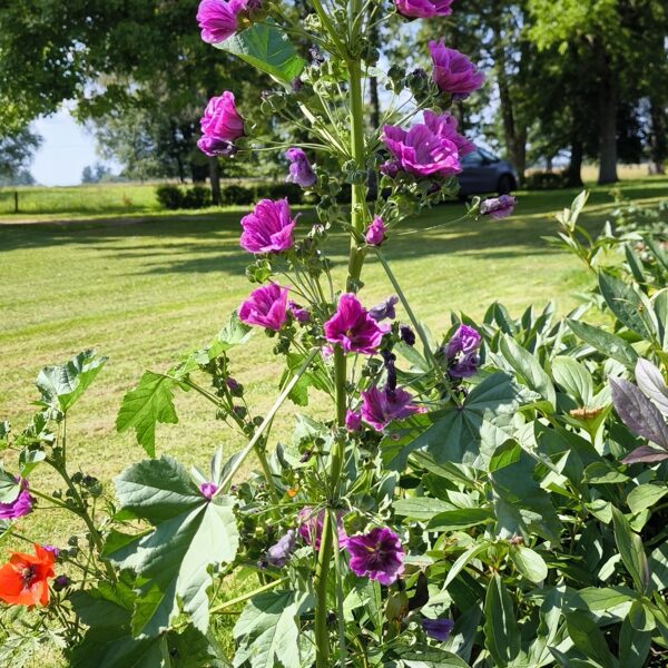 09. Augusts Daudzgadīgo pļavas ziedu sēklu paklājs
