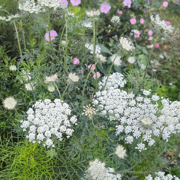 28.Septembris. Daudzgadīgo pļavas ziedu sēklu paklājs