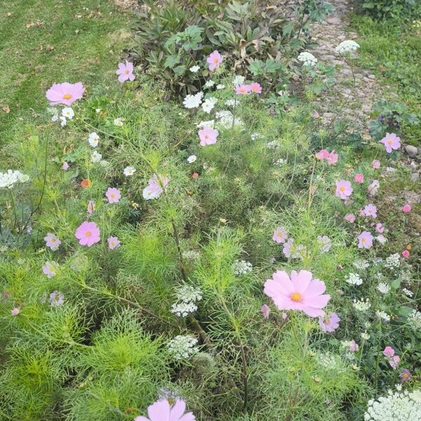28.Septembris. Daudzgadīgo pļavas ziedu sēklu paklājs