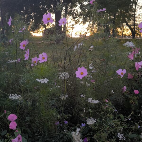 28.Septembris. Daudzgadīgo pļavas ziedu sēklu paklājs