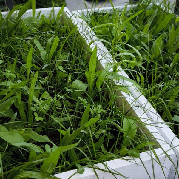 19.jūlijs. Daudzgadīgo Pļavas ziedu sēklu paklājs "Bitēm un Tauriņiem"