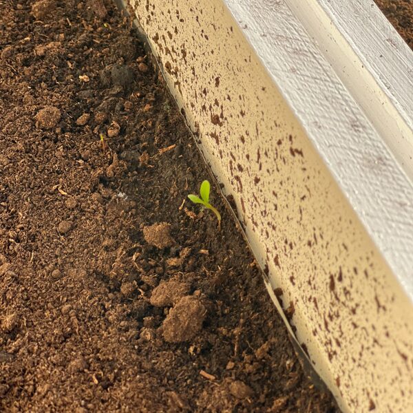 Dārzciems. Balkons.