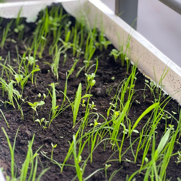 07.jūlijs. Daudzgadīgo Pļavas ziedu sēklu paklājs "Bitēm un Tauriņiem"