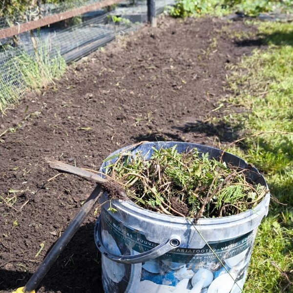 1. Jūnijs - Sēšanas diena. Sagatavot augsni, attīrīt no nezālēm.