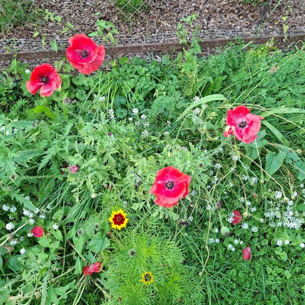 18. Septembris Pļavas ziedu sēklu paklājs "Bitēm un Tauriņiem"