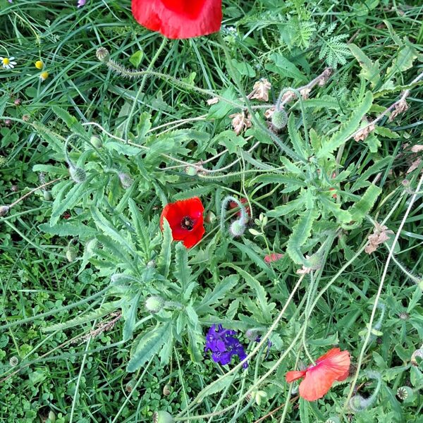 18. Septembris Pļavas ziedu sēklu paklājs "Bitēm un Tauriņiem"