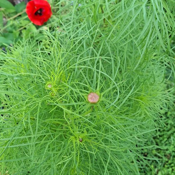 18. Septembris Pļavas ziedu sēklu paklājs "Bitēm un Tauriņiem"