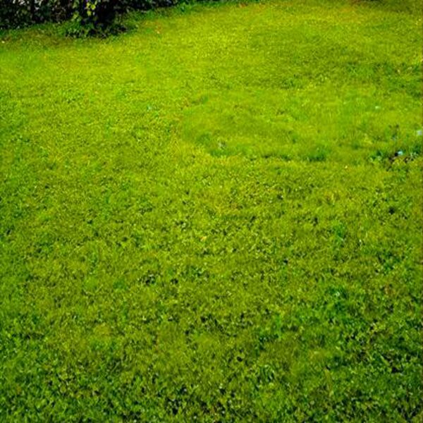 Zāliena atjaunošana ugunskura vietā. 07.jūlijs