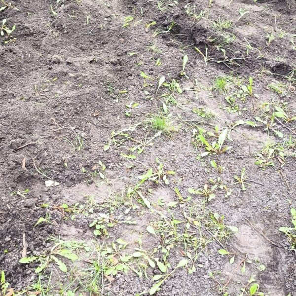 Zāliena atjaunošana Abrenes ielā