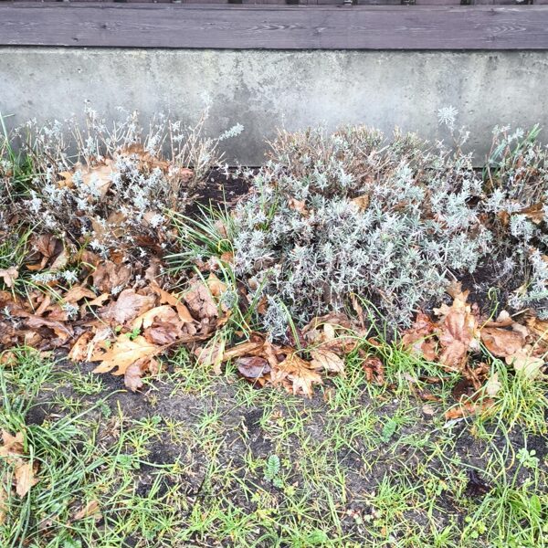 Zāliena atjaunošana Mārupē