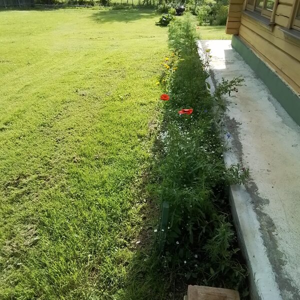 06.augusts. Daudzgadīgo pļavas ziedu sēklu paklājs.