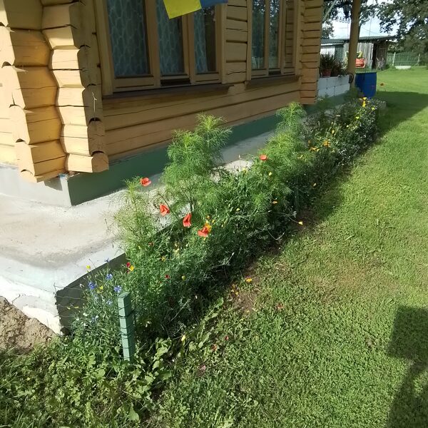 06.augusts. Daudzgadīgo pļavas ziedu sēklu paklājs.