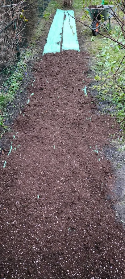 Talsi. Viengadīgo pļavas puķu projekts