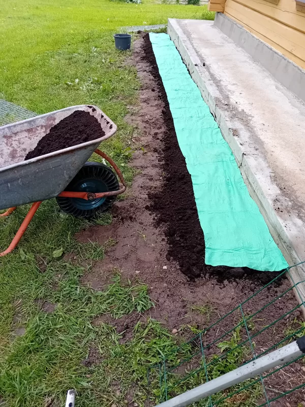 Maija pēdējās dienas. Daudzgadīgo pļavas ziedu sēklu paklājs.