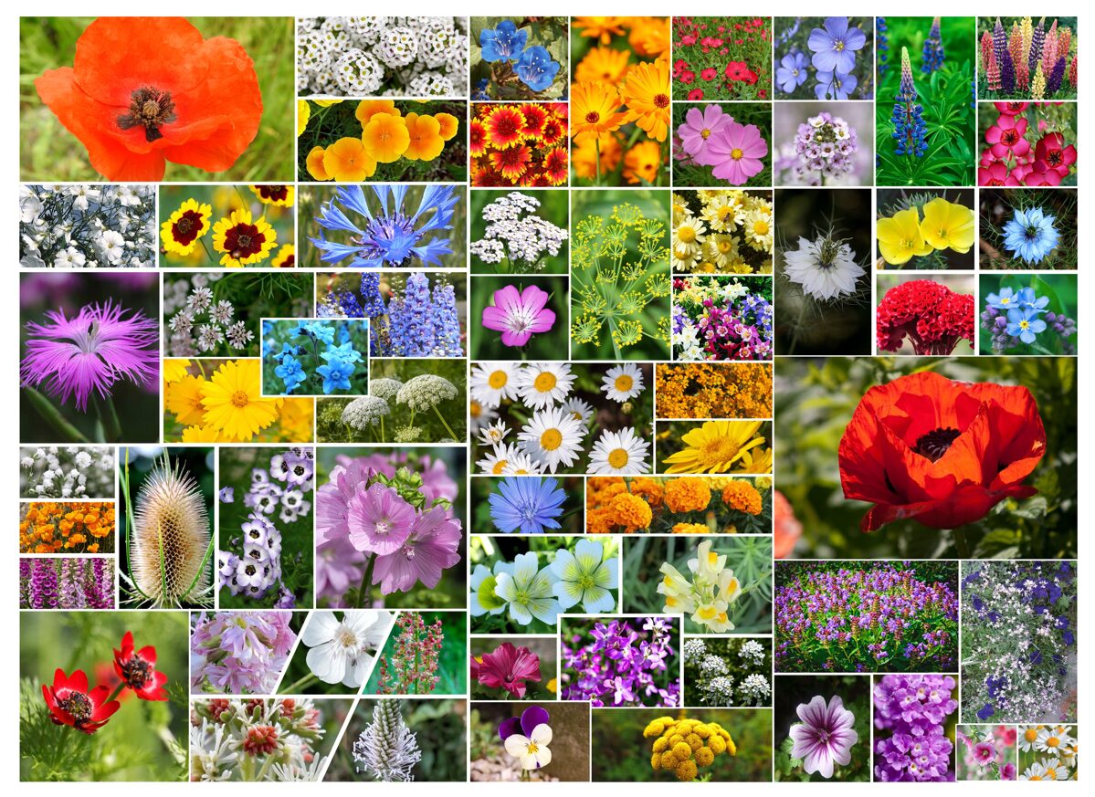 58_Annuals_web-1.jpg